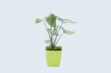 Syngonium Plant Valencia Pot