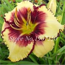 100 Pcs/Bag Fresh Bonsai Hemerocallis Middendorffii Daylily