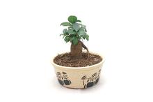 Ficus Bonsai Small