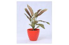 Chinese Evergreen Regular Pot Inch 6 Inch