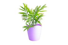 Parlor palm Regular Pot 4 Inch