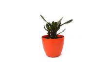 Bromleids Stripe Normal Pot Plant