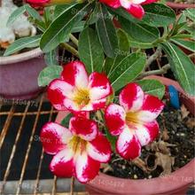 Genuine Desert Rose Plantas rare Adenium Obesum flower Plants 4 pcs