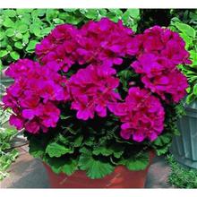 100 Pcs Colorful Bonsai Geranium Flower Rare Variegated Geranium Bonsai Potted Indoor Rooms Home Garden Flower For Bonsai Plant