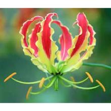 Meadows | Gloriosa lily/Flame lily | Gardening flower