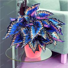 100pcs Janpanse Bonsai Coleus plant  Foliage Plants Perfect Color Rainbow Dragon bonsai Beautiful Flower Plant Garden Semente