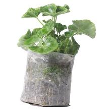 Geranium Plant in Nursery Grow Bag