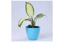 Dumbcane Regular Pot 6 Inch