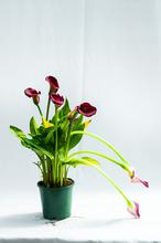 Calla lily plant (Pink)