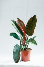 Rubber Plant (Imperial Red)