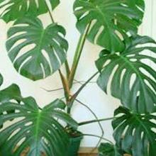 30Pcs Swiss Cheese Plant, Monstera Deliciosa Bonsai Indoor Plant Seeds