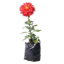 Ranunculus Plant in Nursery Grow Bag