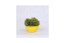 Selaginella plant Regular Pot 4 Inch