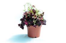 Good Luck Plant (Purple)