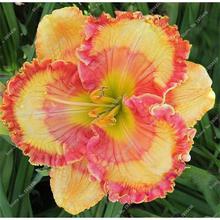 New 100 Pcs/Bag Fresh Rare Hybrid Daylily Flowers Hemerocallis Lily Indoor Bonsai Home Garden Supplies for Flower Pot