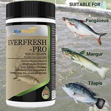 Everfresh Pro 500 GM - Aqua Probiotics, Multi Strain