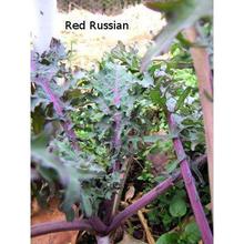 Red Russian Kale Imported Edible Leaf 50 seeds pack by Raunak Seeds (2