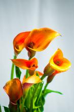Calla lily plant (Orange)