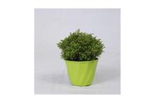 Selaginella Regular Pot 5 Inch