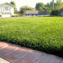 Grass Carpet