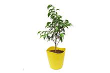 Ficus 8 Inch Plant