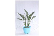 Bird of Paradise Regular Pot 12 Inch