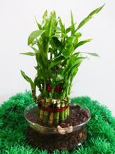 Lucky Bamboo 4 layer with stone