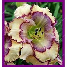 New 100 Pcs/Bag Fresh Rare Hybrid Daylily Flowers Hemerocallis Lily Indoor Bonsai Home Garden Supplies for Flower Pot