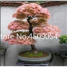 Hot Sale! 20 pcs American Maple Seedsplant Bonsai Tree Seedling