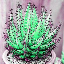 50 Pcs/bag Rare Aloe Vera Bonsai Perfect Color Vegetables & Fruit