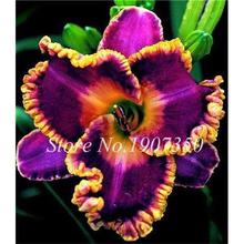 100 Pcs/Bag Fresh Bonsai Hemerocallis Middendorffii Daylily