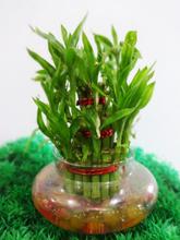 Lucky Bamboo 3 layer with jelly