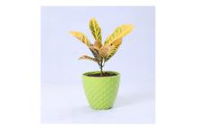 Croton Regular Pot 6 Inch