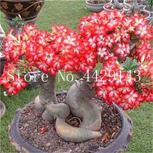 100% True Desert Rose Bonsai Ornamental Plants Balcony Bonsai Potted Flowers Drawf Adenium Obesum Bonsai -1 Particles/lot