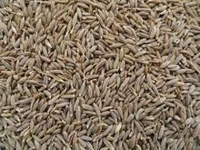 Bajra Cumin Seed