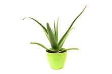 Aloe Vera Plant