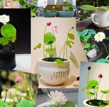 16 Seeds Of Mixed Flower Lotus Seeds