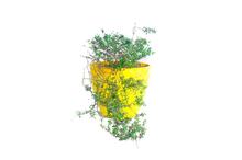 Thyme Regular Pot 6 Inch