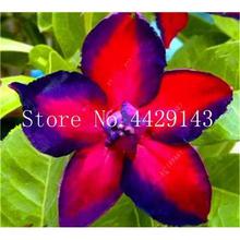 100% True Desert Rose Bonsai Ornamental Plants Balcony Bonsai Potted Flowers Drawf Adenium Obesum Bonsai -1 Particles/lot