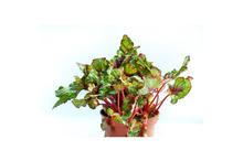 Begonia Mix Green flowering plant