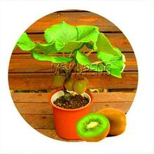 New Arrival!4 kind fruit,bonsai fruit tree bonsai,vegetable and