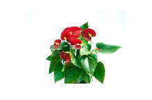 Anthurium Champion Red Flowering Plant