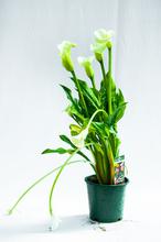 Calla lily plant (White)