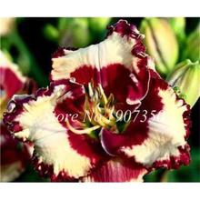 100 Pcs/Bag Fresh Bonsai Hemerocallis Middendorffii Daylily