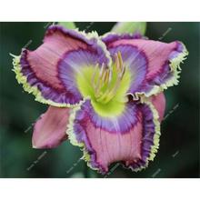 New 100 Pcs/Bag Fresh Rare Hybrid Daylily Flowers Hemerocallis Lily Indoor Bonsai Home Garden Supplies for Flower Pot