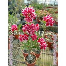 100% True Desert Rose Bonsai Ornamental Plants Balcony Bonsai Potted Flowers Drawf Adenium Obesum Bonsai -1 Particles/lot