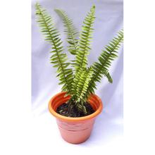 Sword Fern