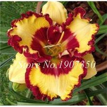 100 Pcs/Bag Fresh Bonsai Hemerocallis Middendorffii Daylily