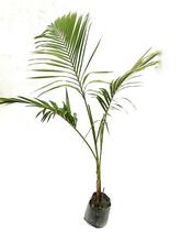 King Palm 2 plant