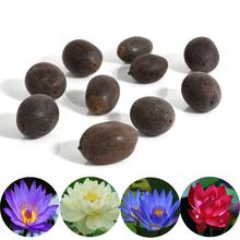 Mixed Lotus Seeds - Bonsai Bowl Lotus Aquatic Plants Indoor 10pcs Water Lily